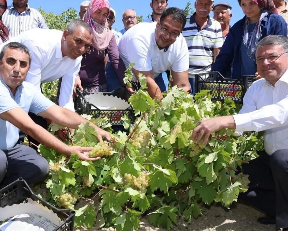 Silifke’de Bağ bozumu hasadı.